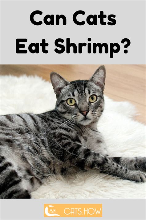 Can cats eat shrimp, be it raw or cooked? Can Cats Eat Shrimp? in 2020 | Cats, Cat food reviews ...