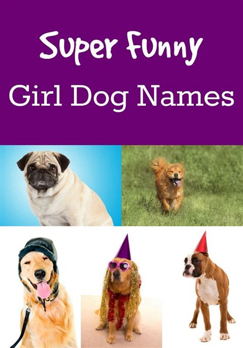 Names My Dogs Name Girl Dog Names Funny Dog Names