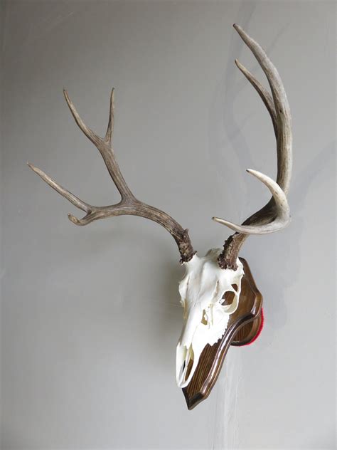 Mule Deer European Mount On Plaque M 133e Mounts For Sale