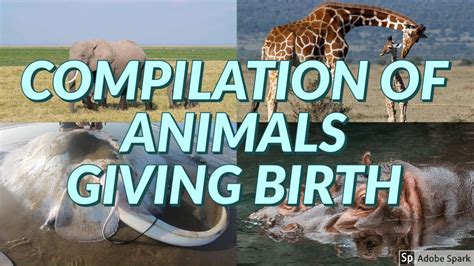 Compilation Of Animals Giving Birth Amazing Youtube