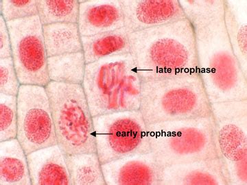 The plant and animals are the eukaryotic cells which divide by mitotic cell division. Prophase - Plant Cell