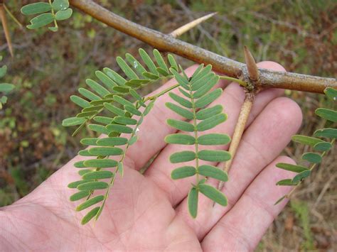 Did You Know Mesquite Trees Are An Invasive Species Taking Over Africa