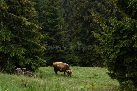 Farm With Cows In The Mountains Cows Graze Near The Forest In The