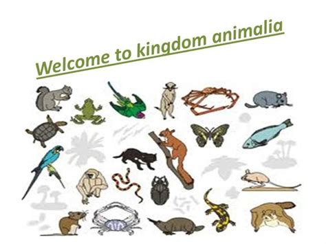 Classification of animals in the Animal Kingdom - Essay