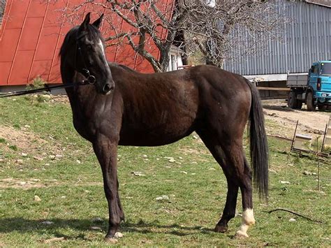 images  czech warmblood  pinterest patrick obrian beautiful  horses  sale