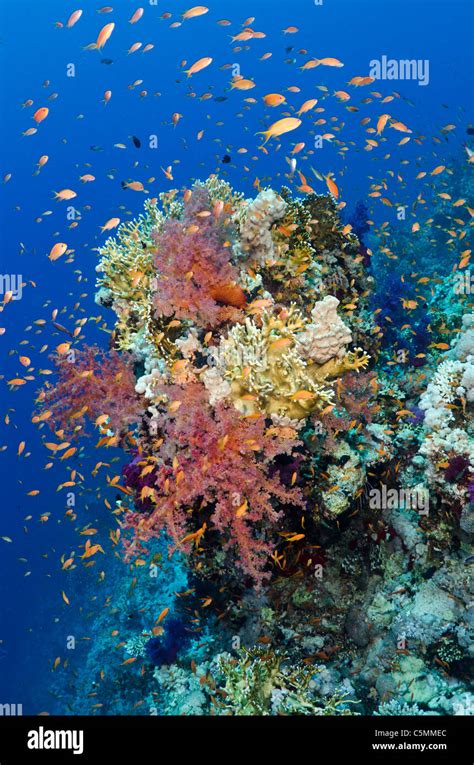 Beautiful Coral Reef Ras Mohammed National Park Sinai Egypt Red Sea