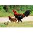 Image Of Rooster And Hen  High Quality Animal Stock Photos Creative
