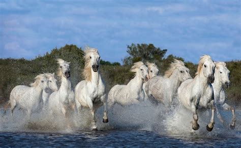 White Horses Gallop Through The Sea Mirror Online