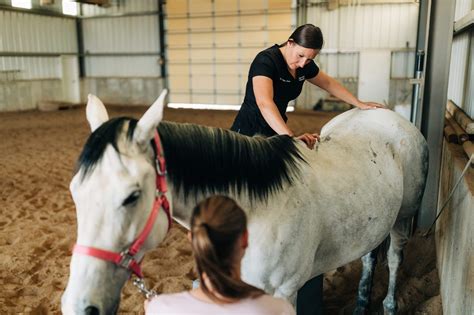 What Is A Horse Chiropractor Does My Horse Need Equine Chiropractic