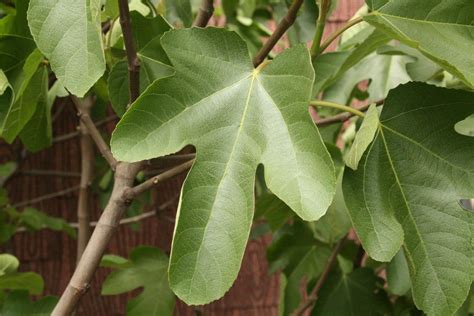 Tree Identification Ficus Carica Common Fig