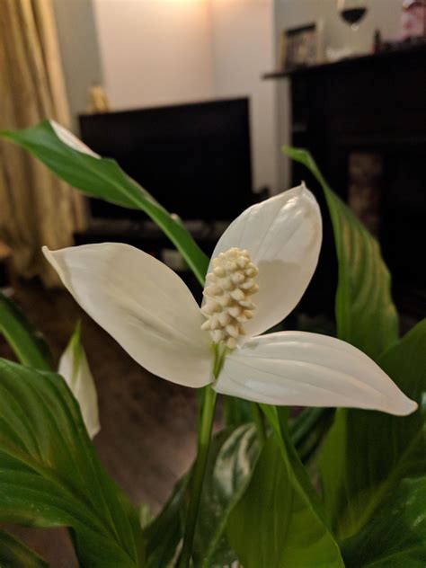 My Peace Lily Has Given Me A Triple Petal Flower Rhouseplants