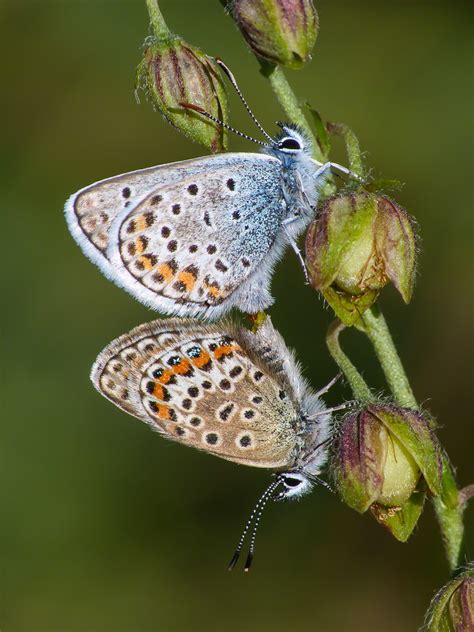 Uk Butterflies Silver Studded Blue Plebejus Argus