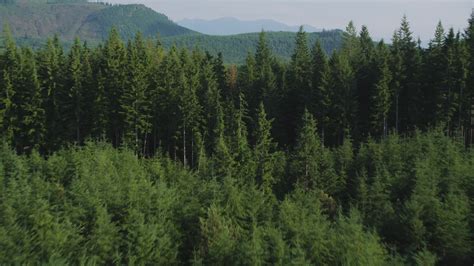 5k Stock Footage Aerial Video Of Flying Low Over An Evergreen Forest