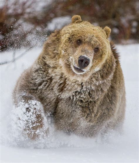 Grizzly Bear Running Through Snow Photograph By Jerry Fornarotto Pixels