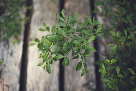 Free Images Tree Nature Branch Fence Wood Leaf Flower Green