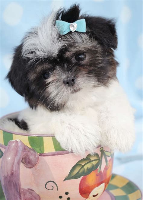 Shih Tzu Puppies For Sale Teacups Puppies And Boutique