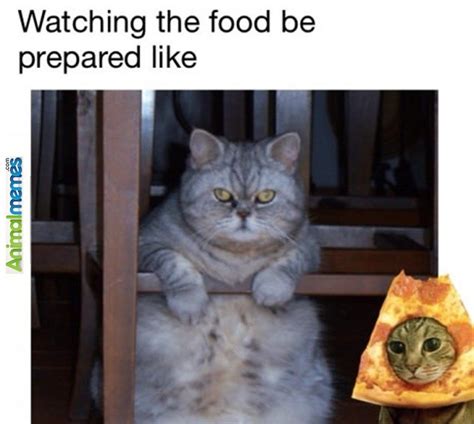 Cat Memes Im So Hungry Cat Memes Cats Animal Memes