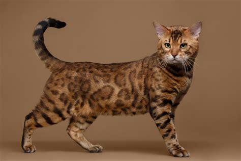 Bengal Cat Haustierratgeber