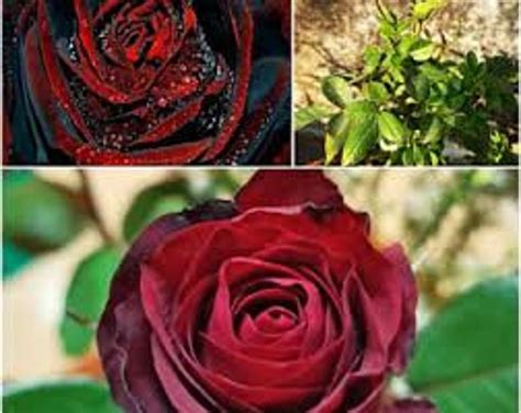 30 Rare Seed True Blood Rose Seeds Flower For Planting Bush Etsy