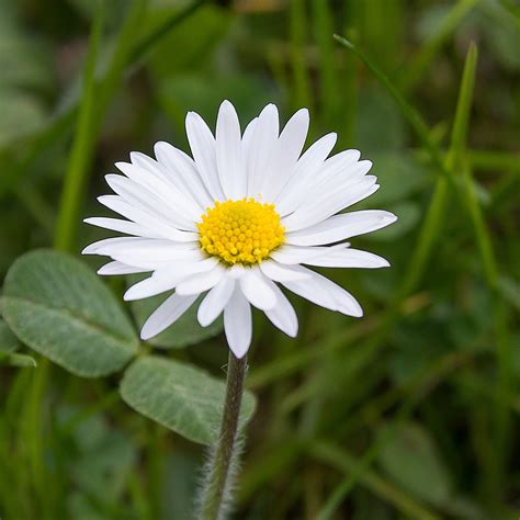 Daisy Nature Flower Pointed Free Photo On Pixabay Pixabay
