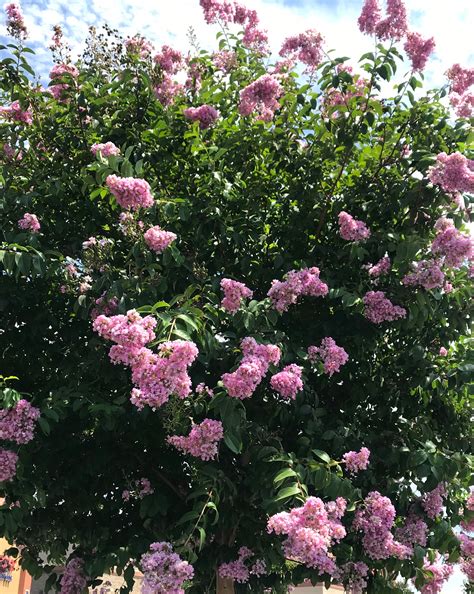 Find 30 photos of the 4 crepe myrtle pl home on zillow. How to Grow Crepe Myrtle Trees - Natalie Linda