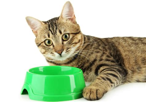 Each section better focuses on the needs of specific cats and describes how we made our decisions for that category. Best Cat Food Brands - The Happy Cat Site