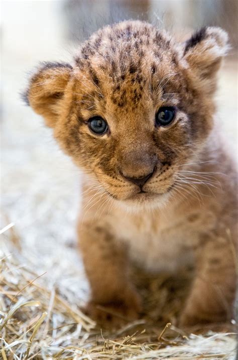 Help Name Indianapolis Zoos Lion Cub Trio Zooborns