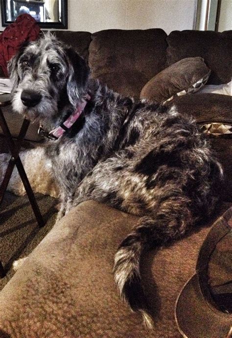 Great Danoodle (Great Dane and Poodle Mix) | Great Dane