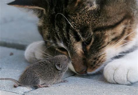 Browse a full range of best and soft cat toys ✅ including soft plush toys, catnip, play wands, toy mice, interactive toys, kitten toys. Cat & Mouse - a poem by Haiku Dragon - All Poetry