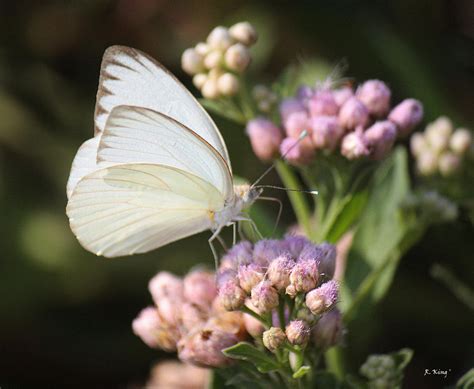Great Southern White Butterfly On Pink Flowers Photograph