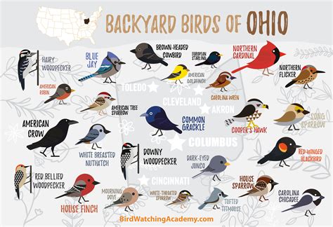 Backyard Birds Of Ohio Bird Watching Academy