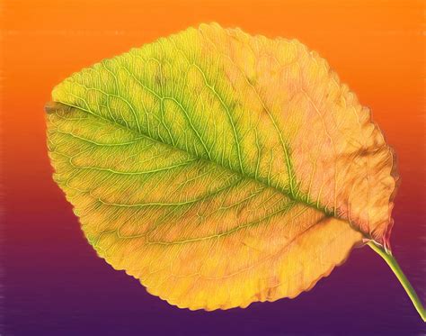 On Golden Leaf Photograph By Sharon Vallentiny Fine Art America