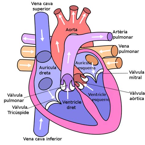 In This Diagram They Are Showing The Function Of The Heart As They Have