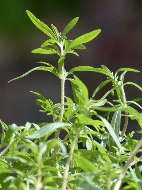 Savory Herbs List at Dorothy Frederick blog