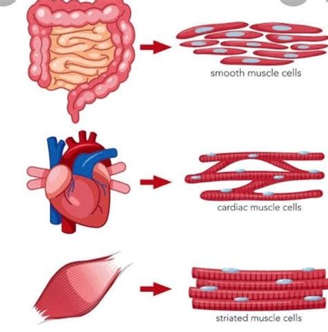 Draw Neat Labelled Diagram Of Voluntary Muscles And Involuntary Muscles