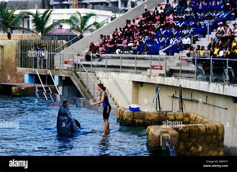 Ushaka Marine World Dolphin Show Durban South Africa Stock Photo Alamy