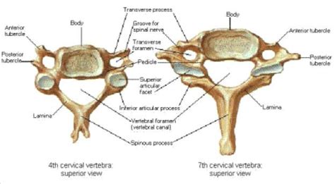 4th Cervical Vertebra Vs 7th Cervical Vertebra Cervical Vertebrae