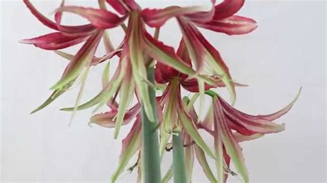 Hippeastrum Cybister Amaryllis Youtube