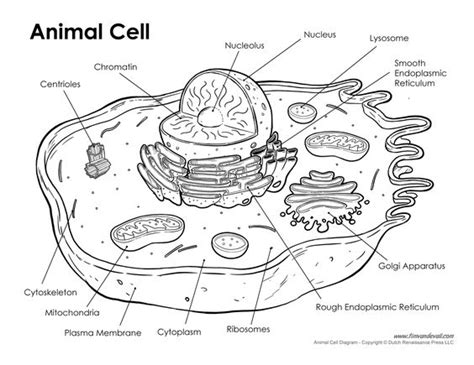 Animal Cell Labeled Sciences Pinterest Biology Animal Cell And