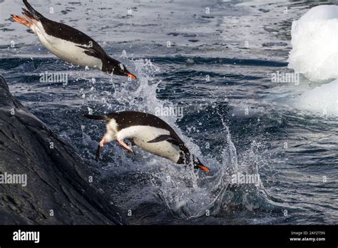 Gentoo Penguins Jumping Into The Water From The Rock Stock Photo Alamy