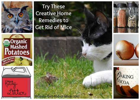 Cats and moving to a new home: Natural Home Remedies To Get Rid Of Mice