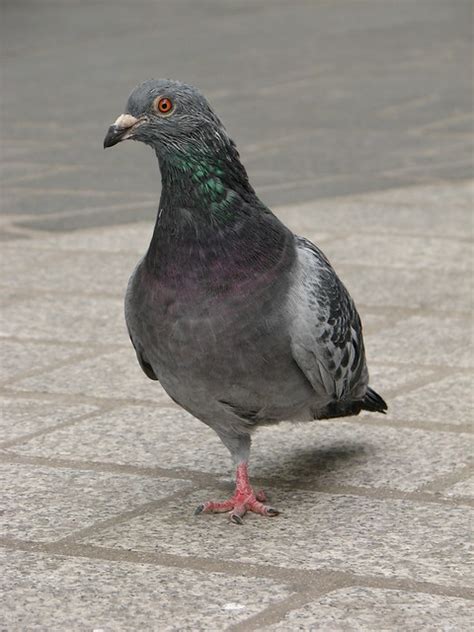 One Legged Pigeon Flickr Photo Sharing