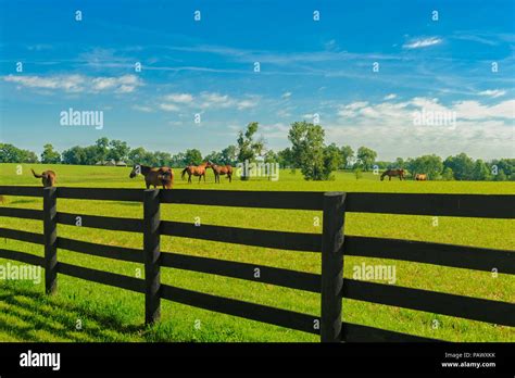 Scenic Kentucky Horse Farm Hi Res Stock Photography And Images Alamy