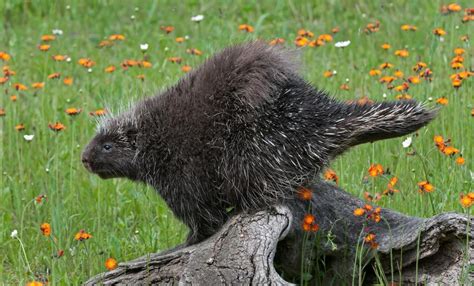 Porcupine Squeals Music Of Nature