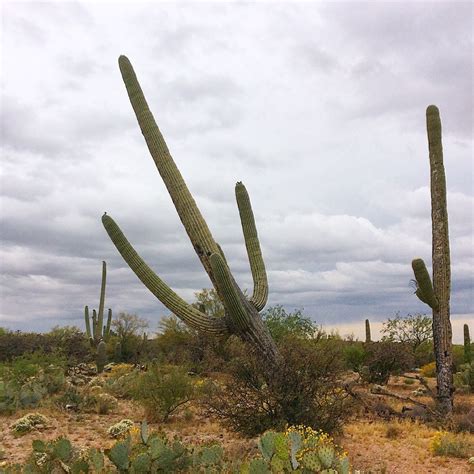 Saguaro cacti are beautiful and majestic plants. How much longer can this Saguaro National Park cactus hang ...