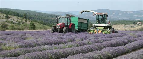 Lavandula X Intermedia Provence Lavendel