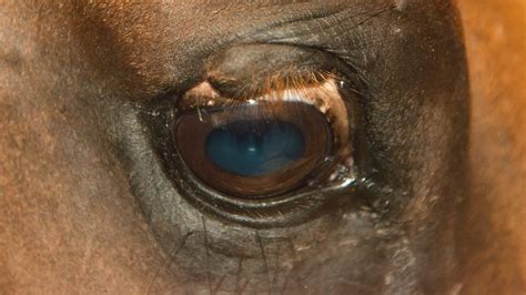 Ocular System In Horses Eyelid Wounds The Horses Advocate