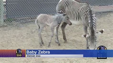 Denver Zoo Welcomes Baby Grevy Zebra Youtube