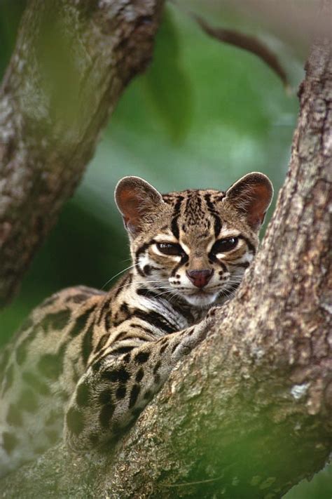 Margay As A Baby Margay Leopardus Wiedii Orphaned Wild Photograph