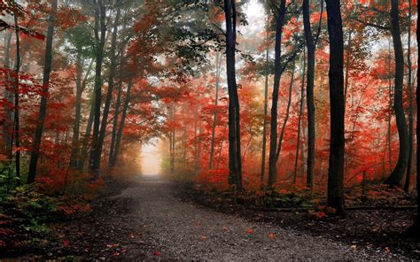 Misty Autumn Forest Path Wallpapers Wallpaper Cave